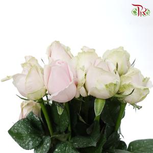 Rose - Pink Avalanche (10 Stems)