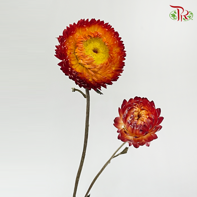 Dry Helichrysum Natural & Bleached - Red