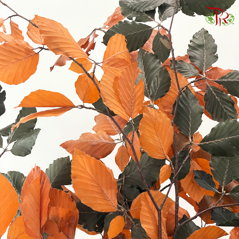 Dry Copperbeech Fagus - Orange With Dark Green (Per Bunch)
