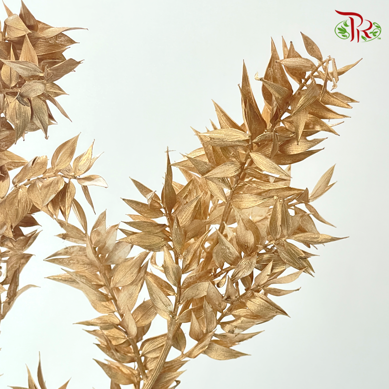 Dry Ruscus - Gold (Per Bunch)
