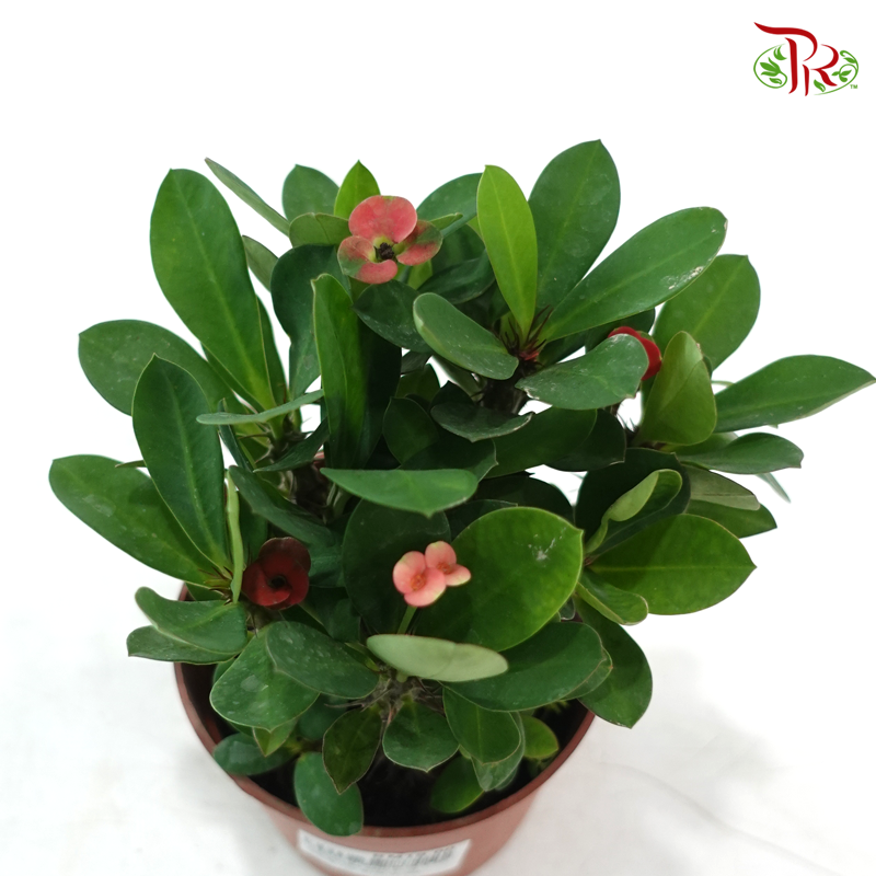 Euphorbia Milli《虎刺梅》