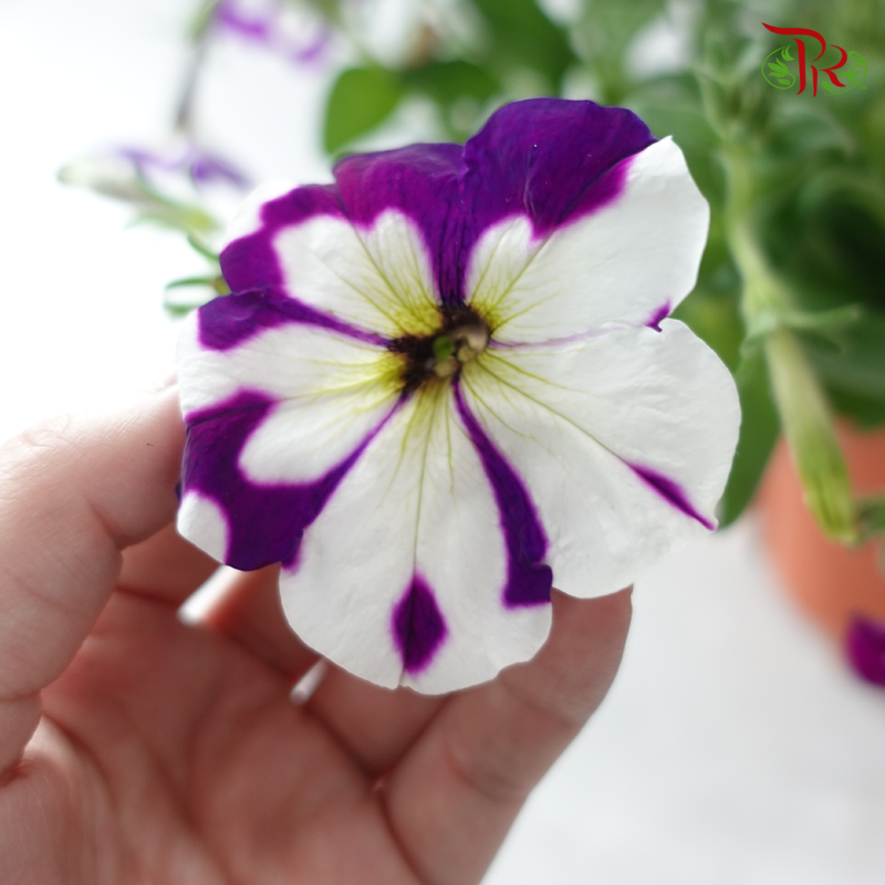 Petunia《牵牛花》(Random Choose Colours)