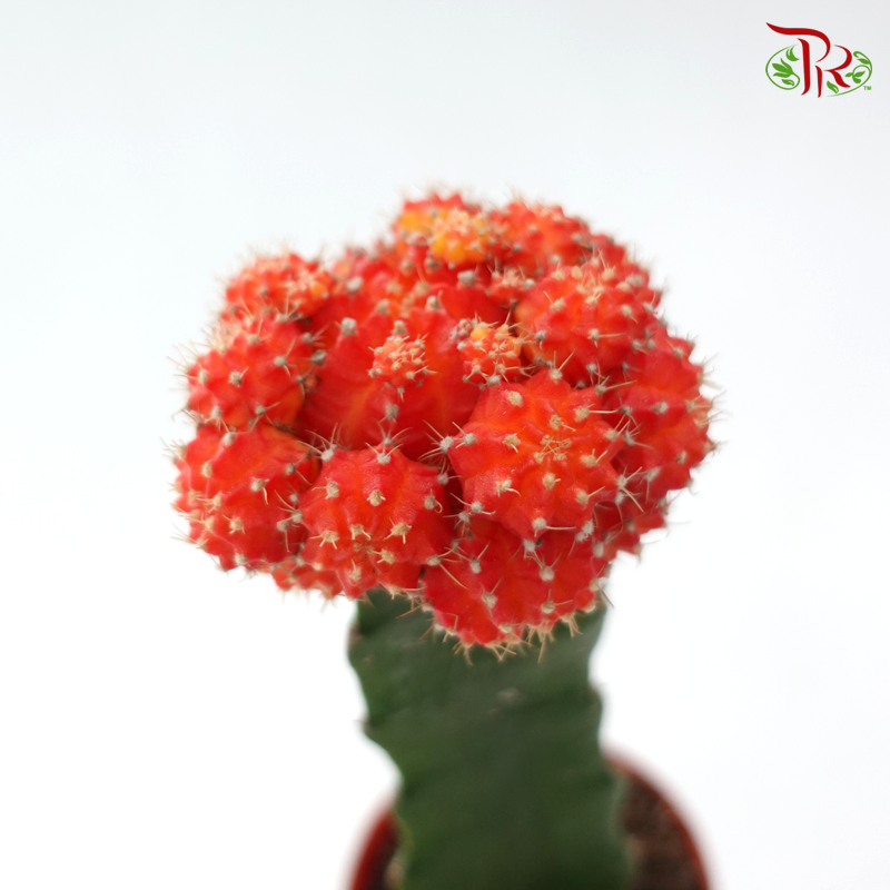 Moon Cactus P80《月亮仙人掌》(Random Choose Colour)