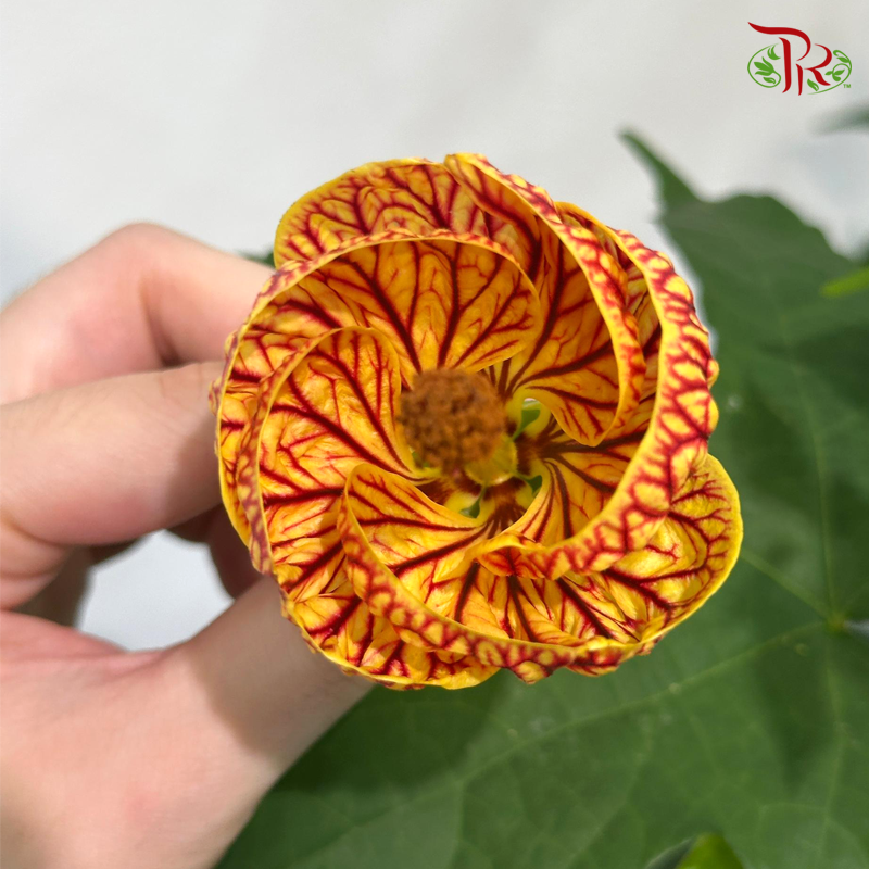 Abutilon P150 - Without FLowers《灯笼花》