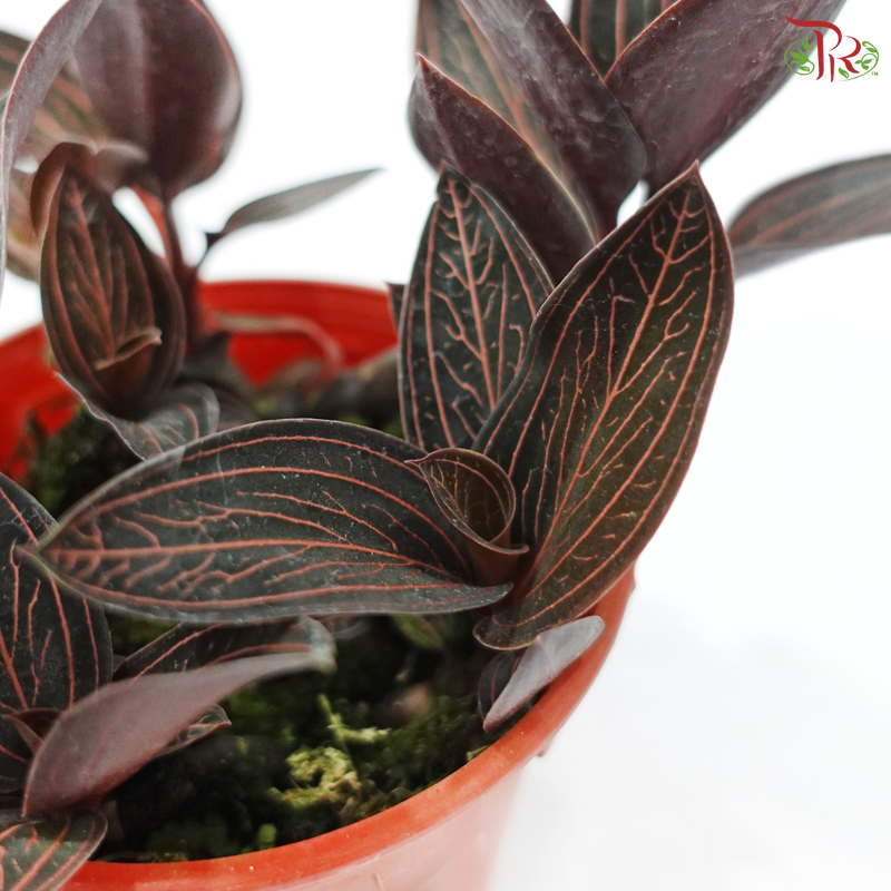 Ludisia Discolour P120《宝石兰》