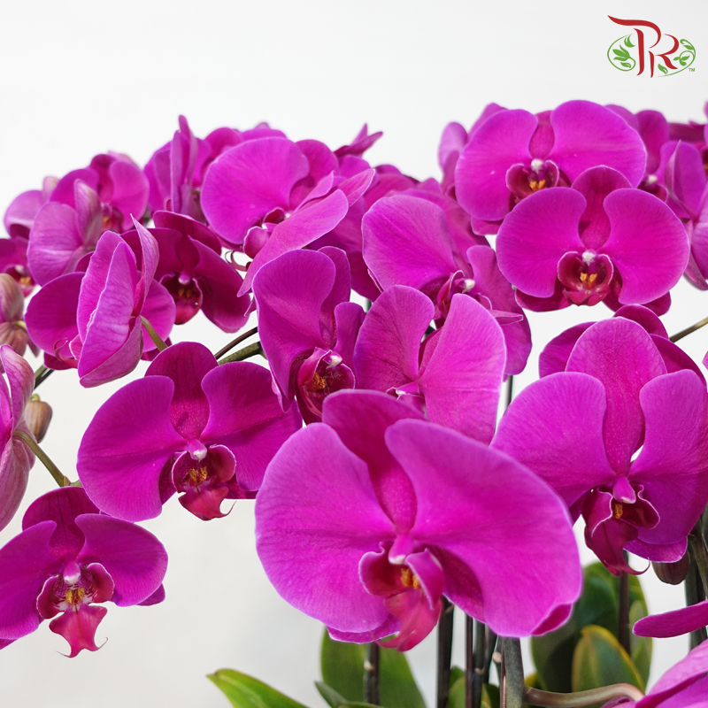 Maison Orchid 9 - 9in1 Phalaenopsis Orchid Arrangement (Random Choose Orchid Colour)