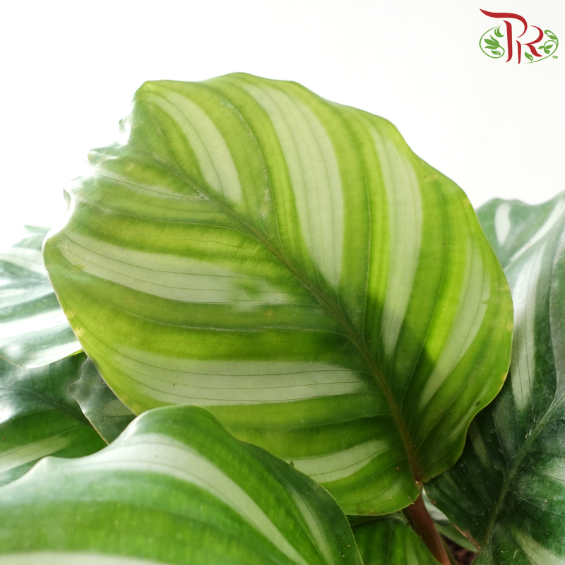 Calathea Rotundifolia Fasciata P150《彩苹果竹芋》