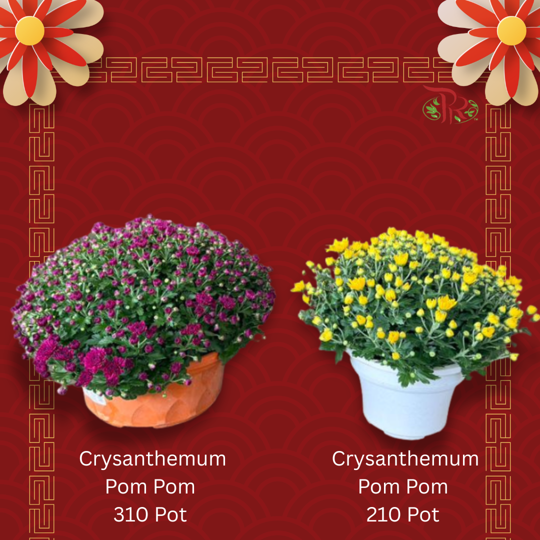Pom Pom Chrysanthemum 210 pot / 310 Pot - Random Choose Colour