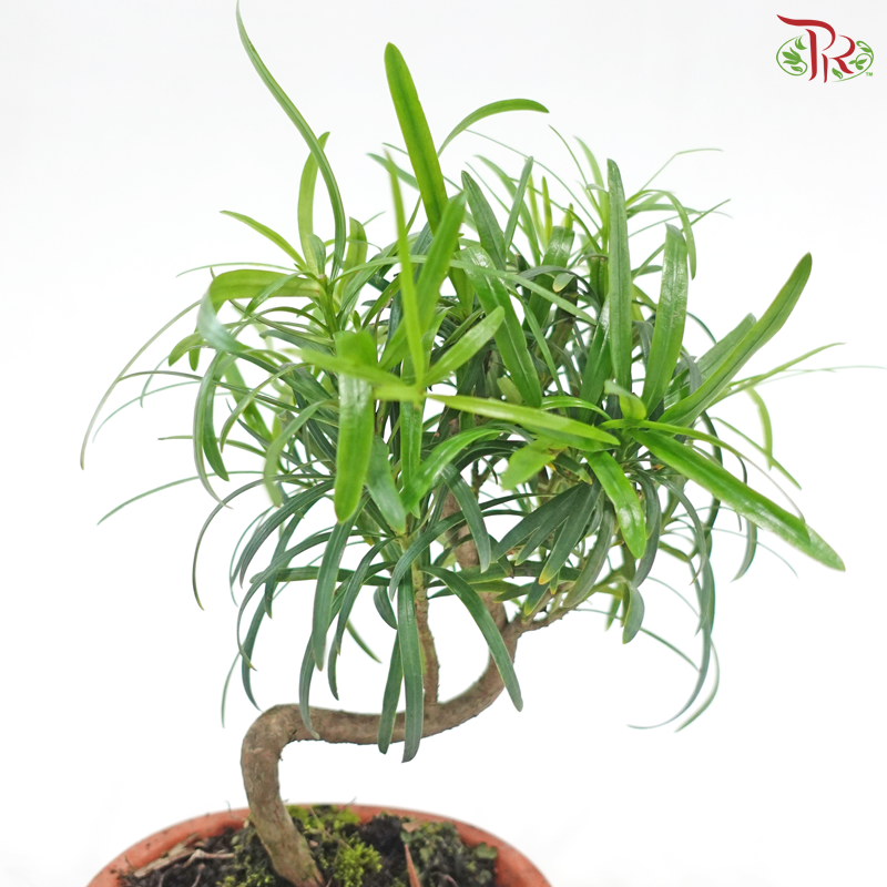 Podocarpus S《罗汉松》
