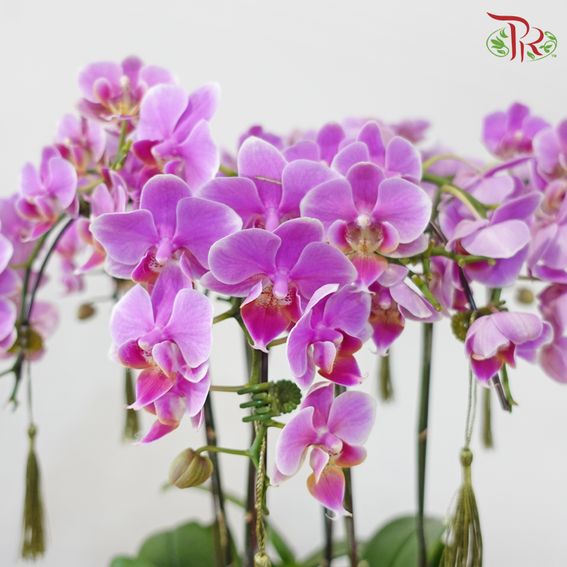 Trinity Bloom - 3in1 Mini Phalaenopsis Orchid (Random Choose Orchid Colour)