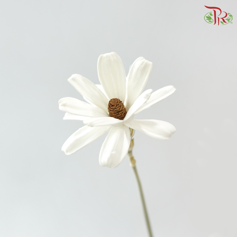 Dried Sunflower-seeds Flower - White