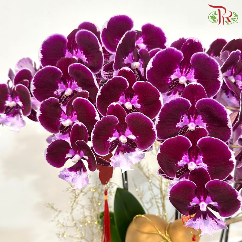 【CNY 2026】 Prosper Orchid Bloom《福禄兰瑞》 (Random Choose Orchid Color)