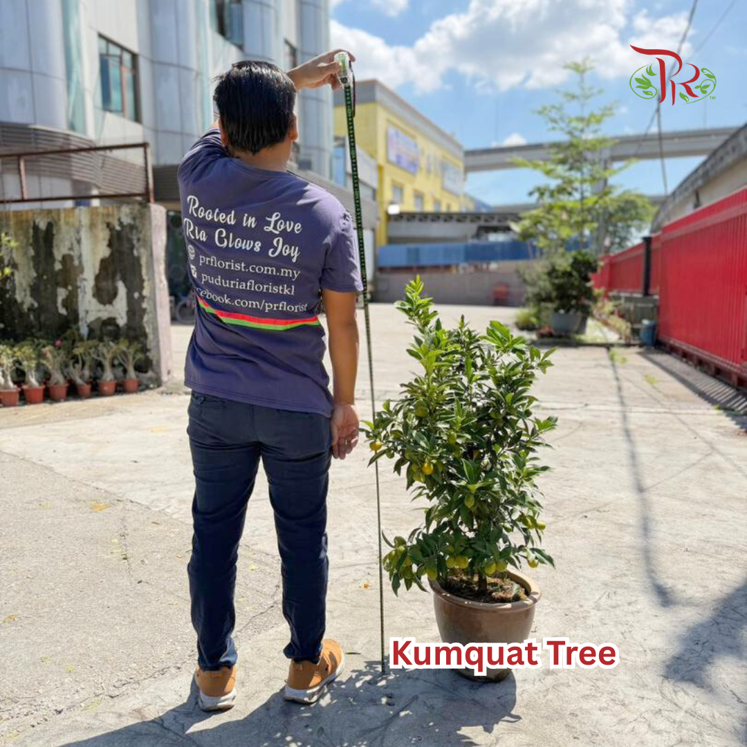 本地桔子树/金桔树 Local Lime Tree/ Kumquat Lime Tree