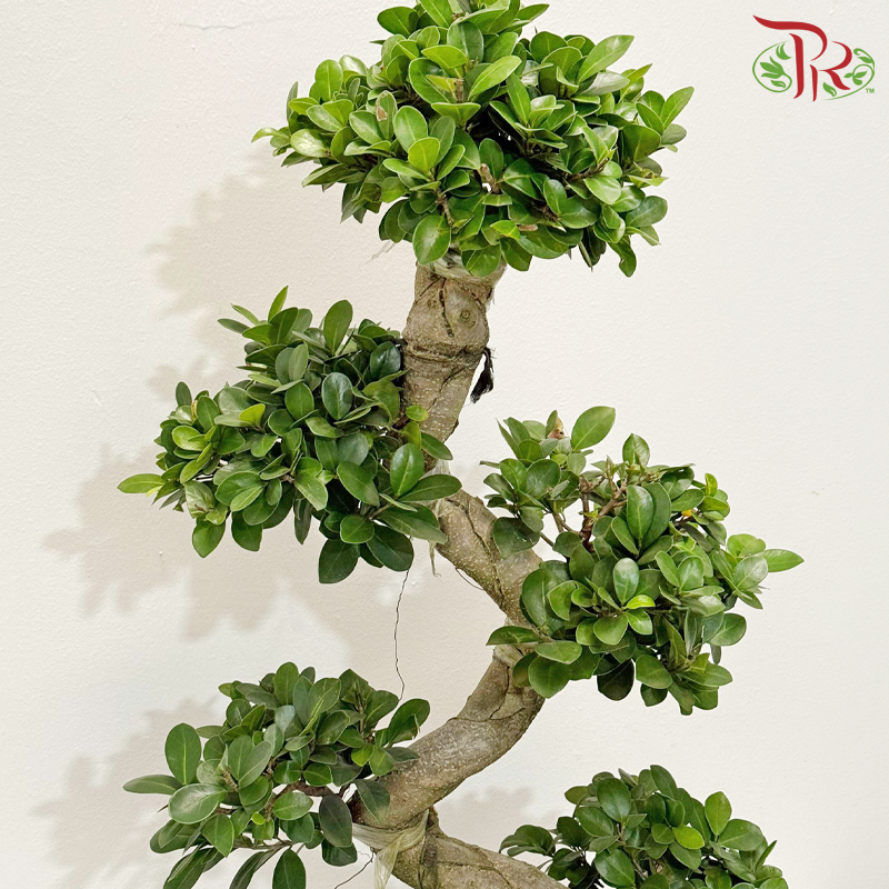 Ficus Microcarpa S - 1MOH《S弯造型榕树》