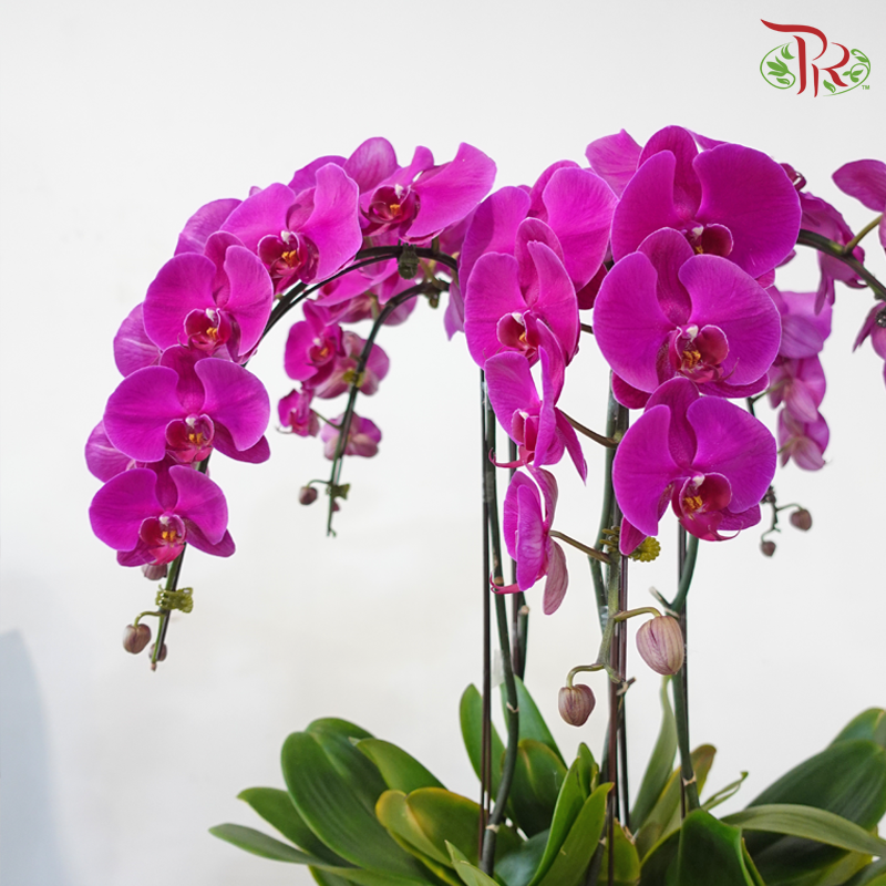 Luxe Orchid Five - 5in1 Phalaenopsis Orchid Arrangement (Random Choose Orchid Colour)
