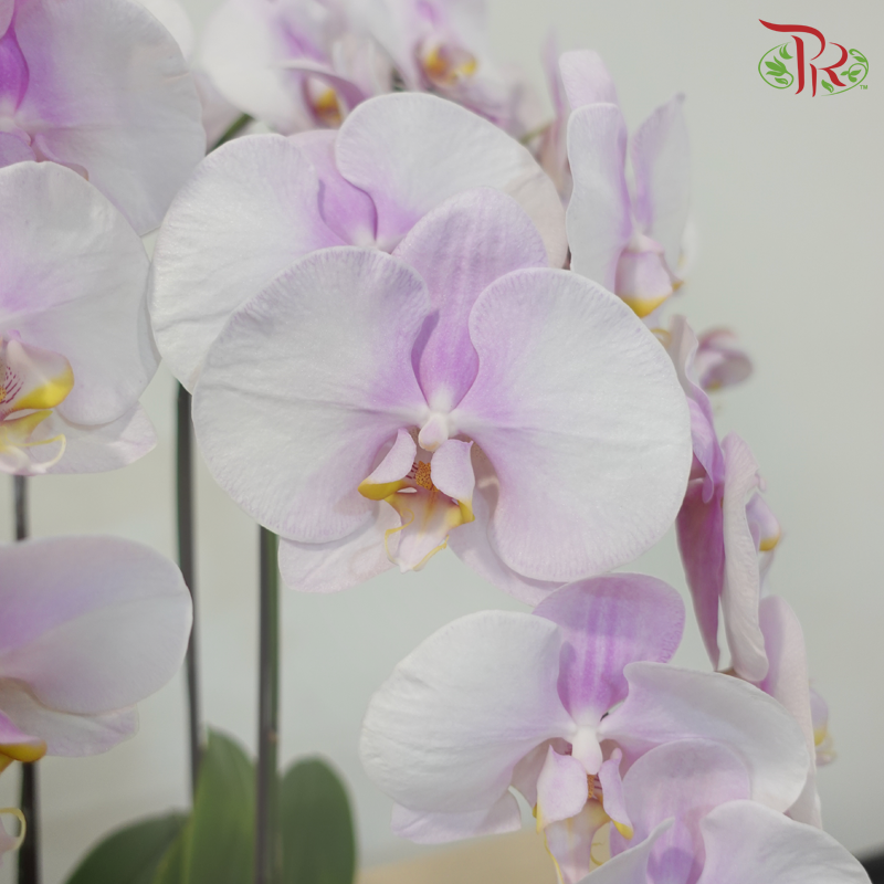 Orchid Sanctuary - 5in1 Phalaenopsis Orchid Plant Arrangement (Random Choose Orchid Colour)