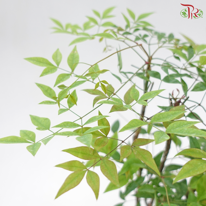 Nandina Domestica P150《南天竹》