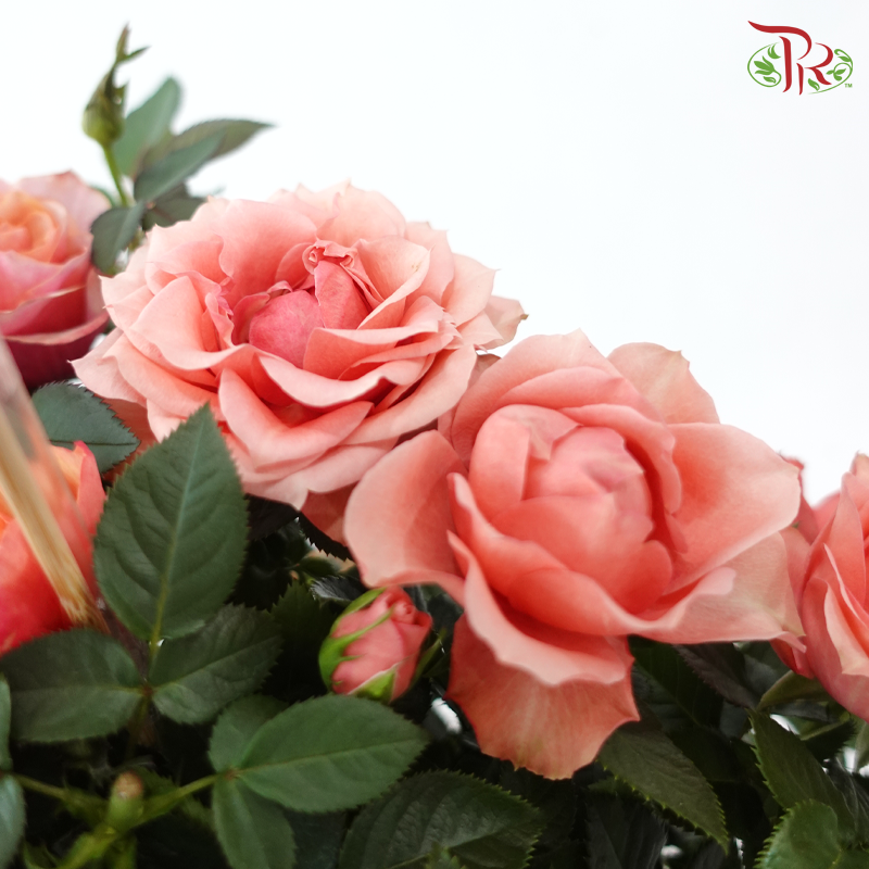 【Gift Series】A Basket of Sincerity (Rose Plant) (Random Choose Rose Colour)
