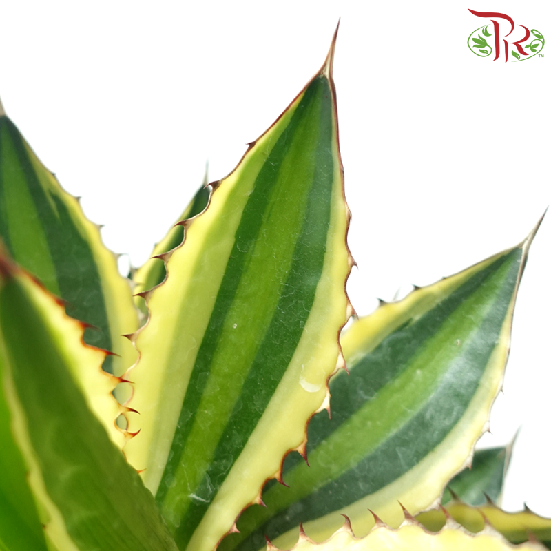 Agave Lophantha P120《单纹龙舌兰》