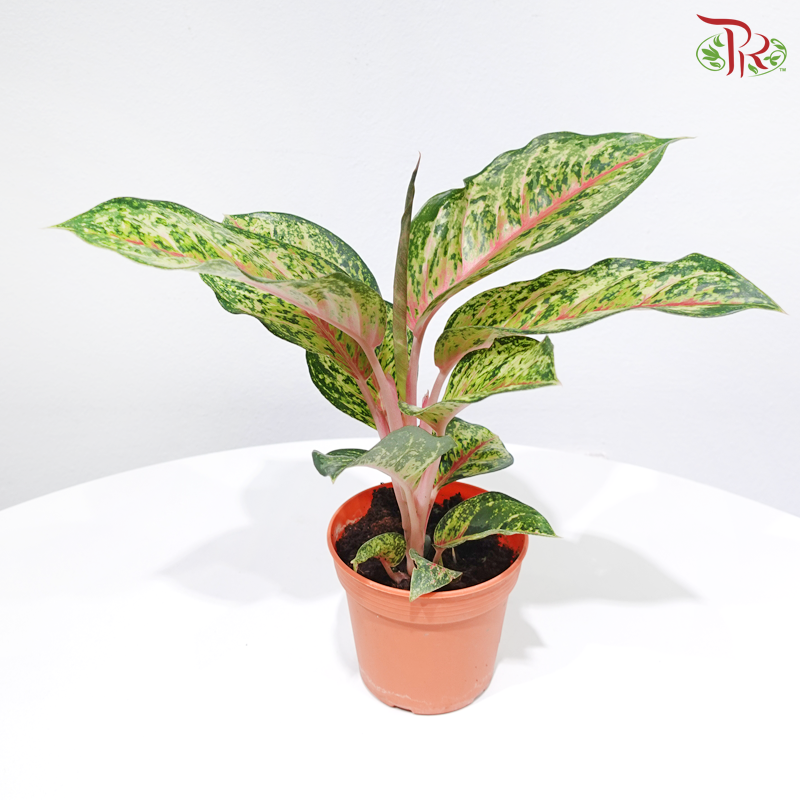 Aglaonema 10 Karat P105《粗肋草》 – Pudu Ria Florist