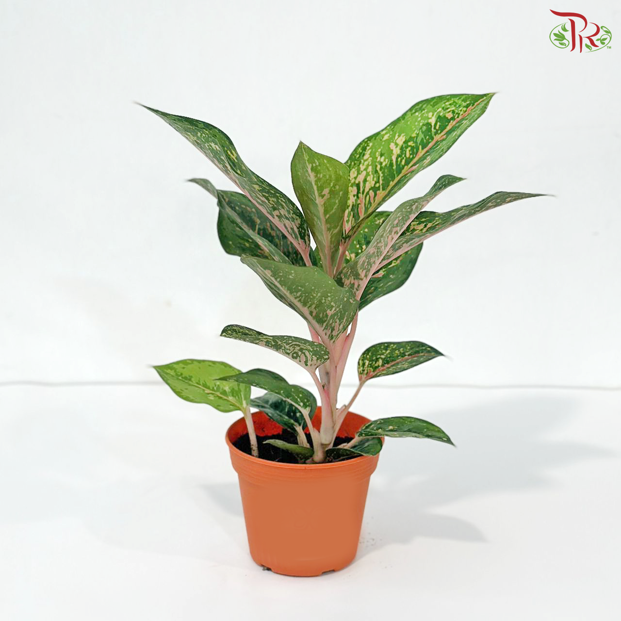 aglaonema singapore Aglaonema Pink Nova P105《粗肋草》 – Pudu Ria Florist