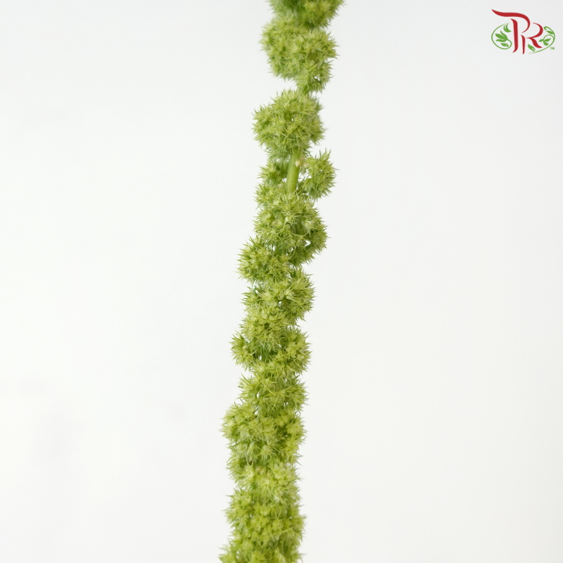 Amaranthus Hanging - Green (5 Stems)