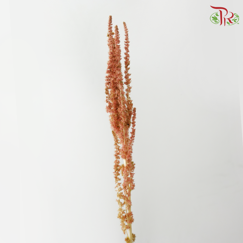 Amaranthus Straight - Orange (5 Stems)