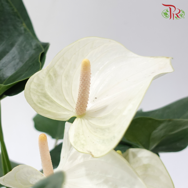 Anthurium YG P170《红掌》(Random Choose Colour)