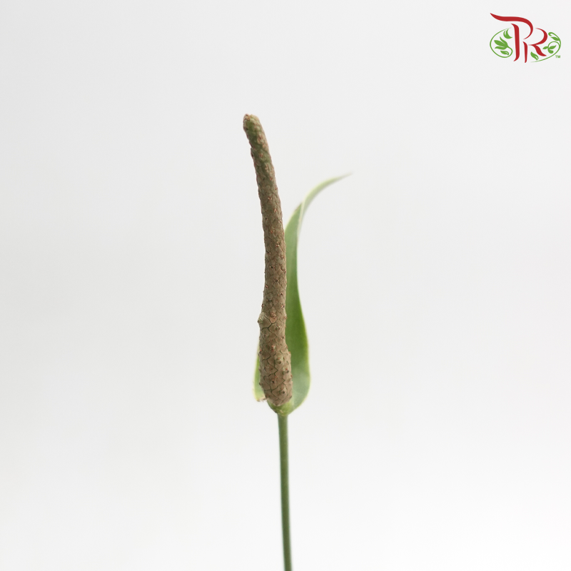 Anthurium Clarinervium P180《克莱恩水晶花烛》