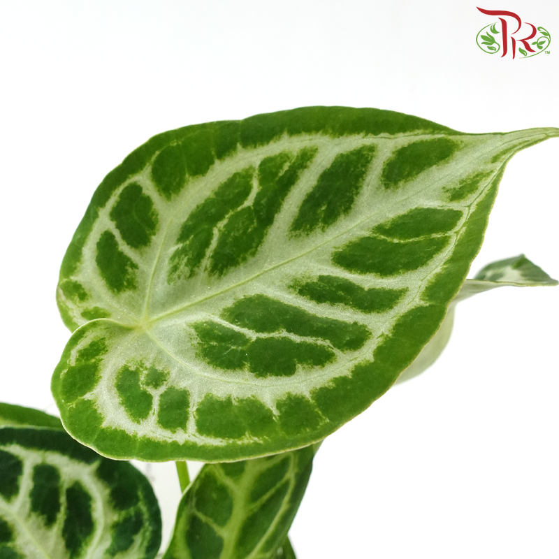 Anthurium Silver Blush《银刷子花烛》