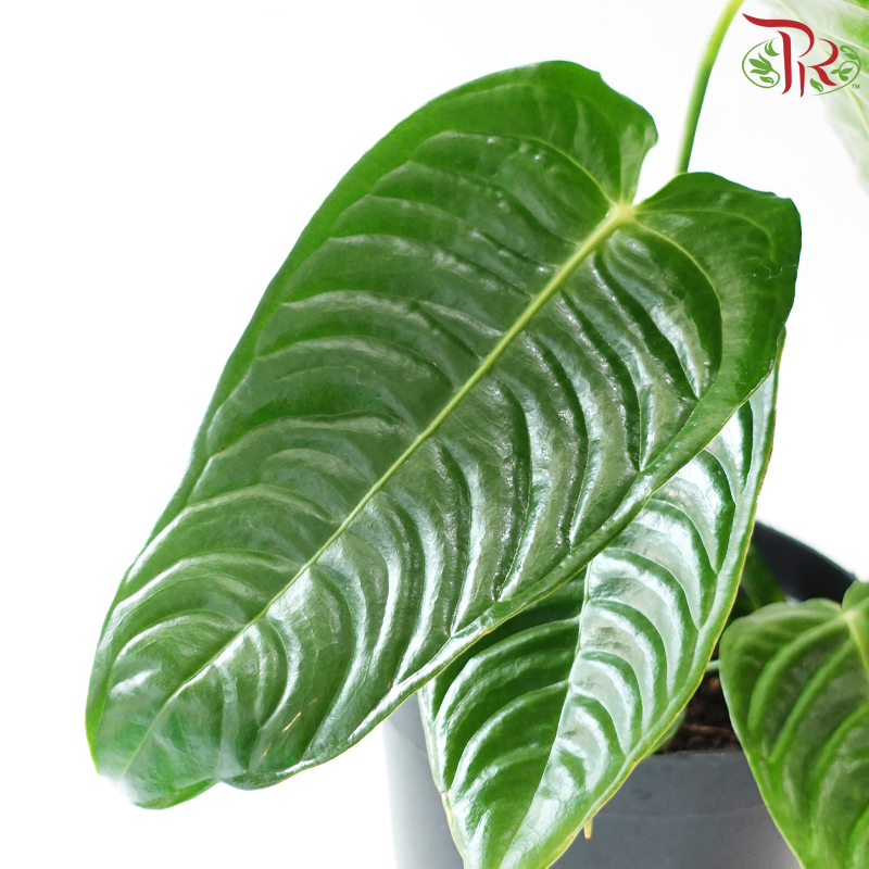 Anthurium Veitchii《火鹤王花烛》