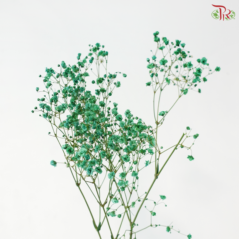 F'Sani Baby's Breath Dyed - Green (10 Stems)