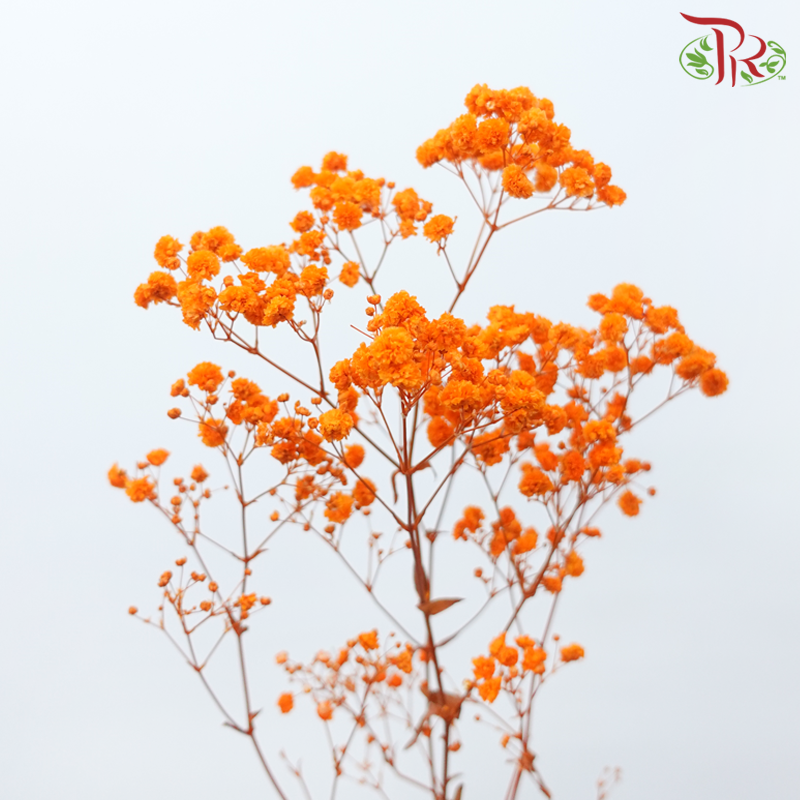 Preservative Baby's Breath - Aerospace Orange
