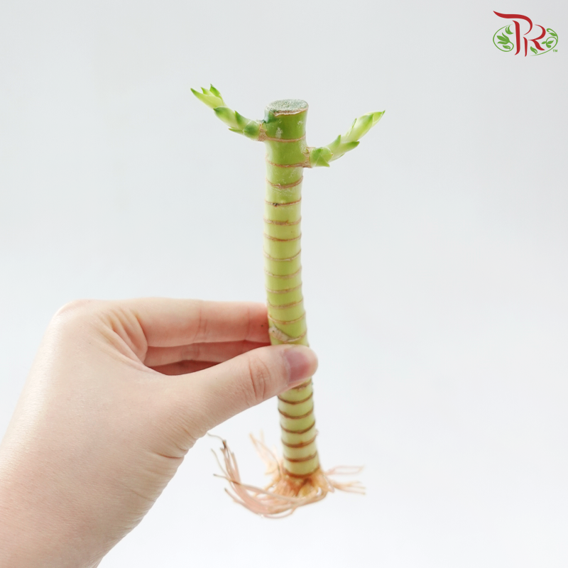 5in1 Dragon Bamboo H20《5in1 龙头文昌竹》