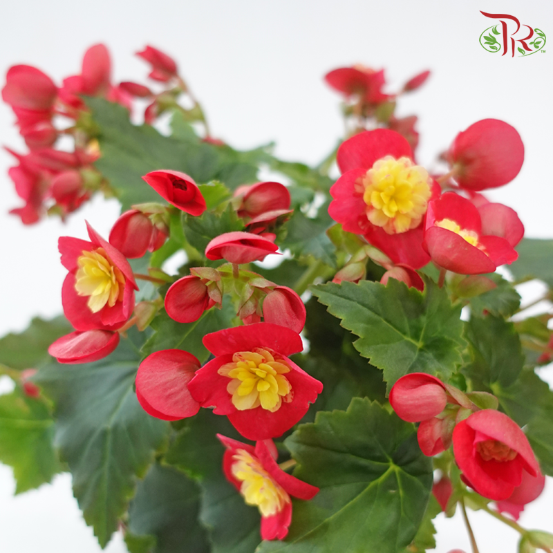 Begonia Elatior《丽格秋海棠》(Random Choose Colour)