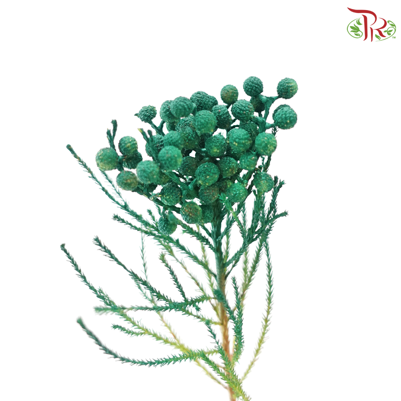 Berzellia Dyed - Green (Per Bunch)