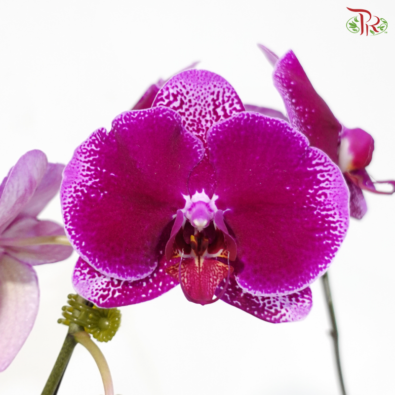 Big Single Stem Phalaenopsis Orchid - Cherry Pink Petal Dots - BSP (OX1716) (Without Vase)