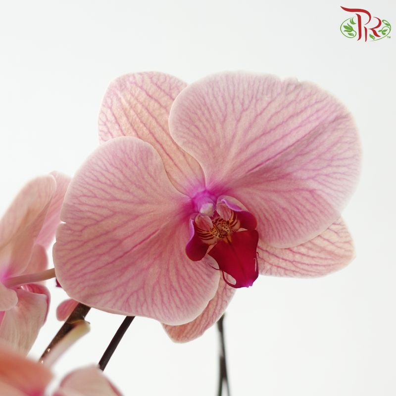 Big Single Stem Phalaenopsis Orchid - Tangerine Red - T (COL37) (Without Vase)