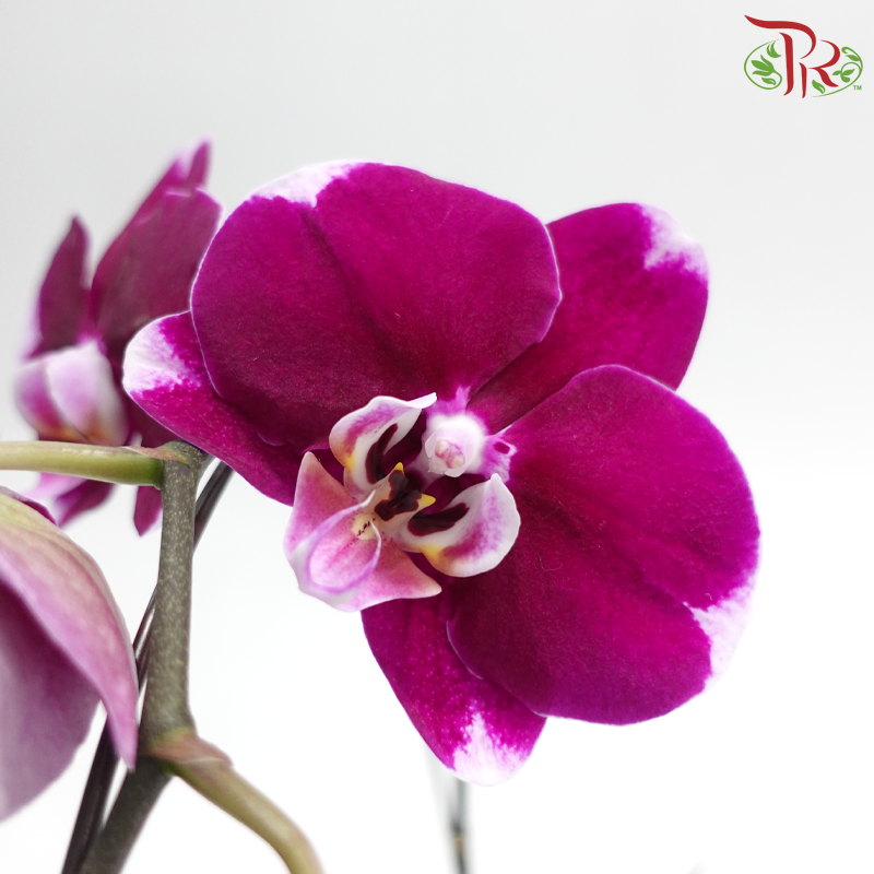 Big Single Stem Phalaenopsis Orchid - Cherry Pink With White Edge - B (H-111) (Without Vase)