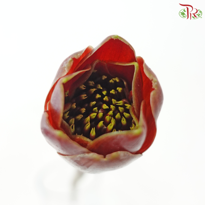 Black Tulip Ginger (5 Stems)