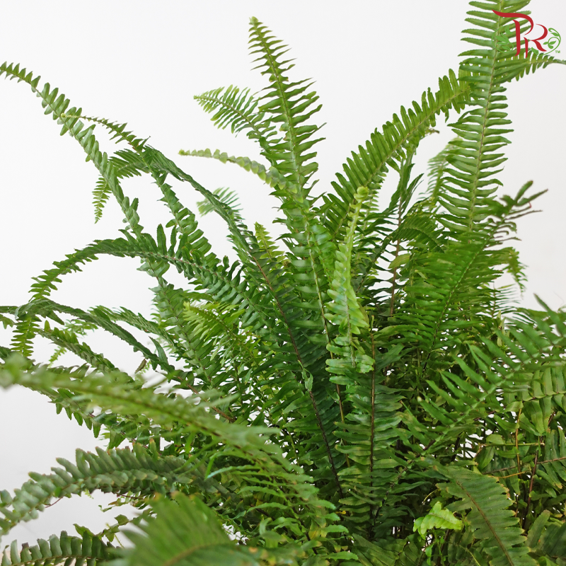 Boston Fern P220《波士顿蕨》(Long Leaves)