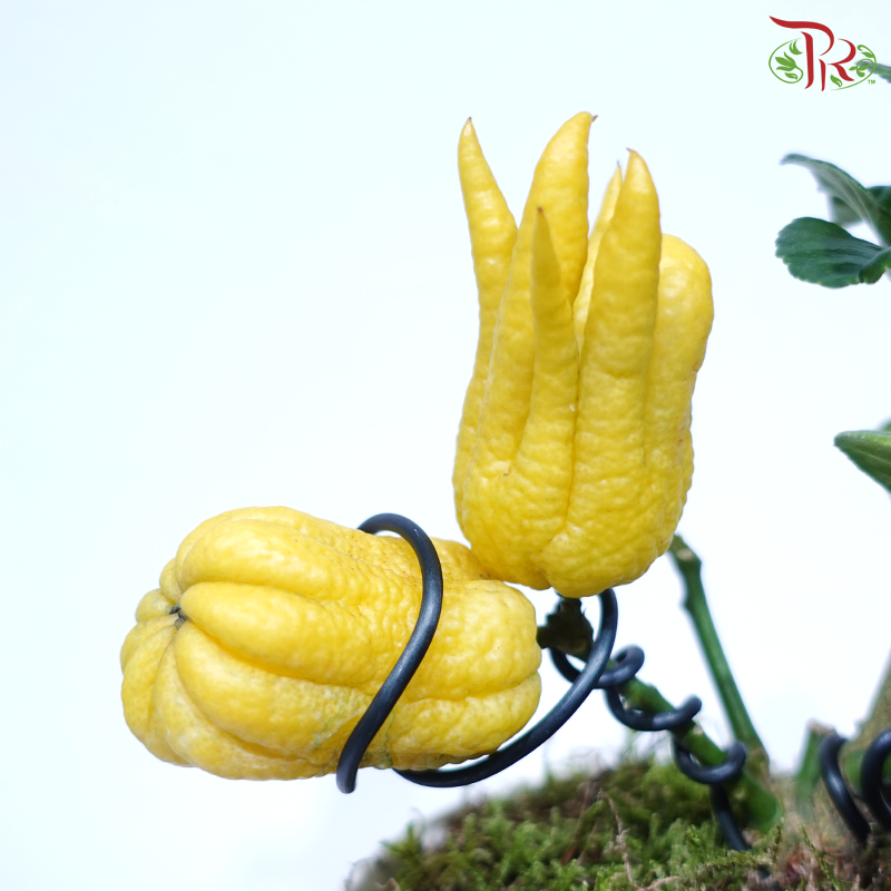【CNY 2026】Blessed Hands Welcome Spring 福手迎春 (Buddha's Hand Plant / Citrus Medica Plant) (Random Choose CNY Deco)