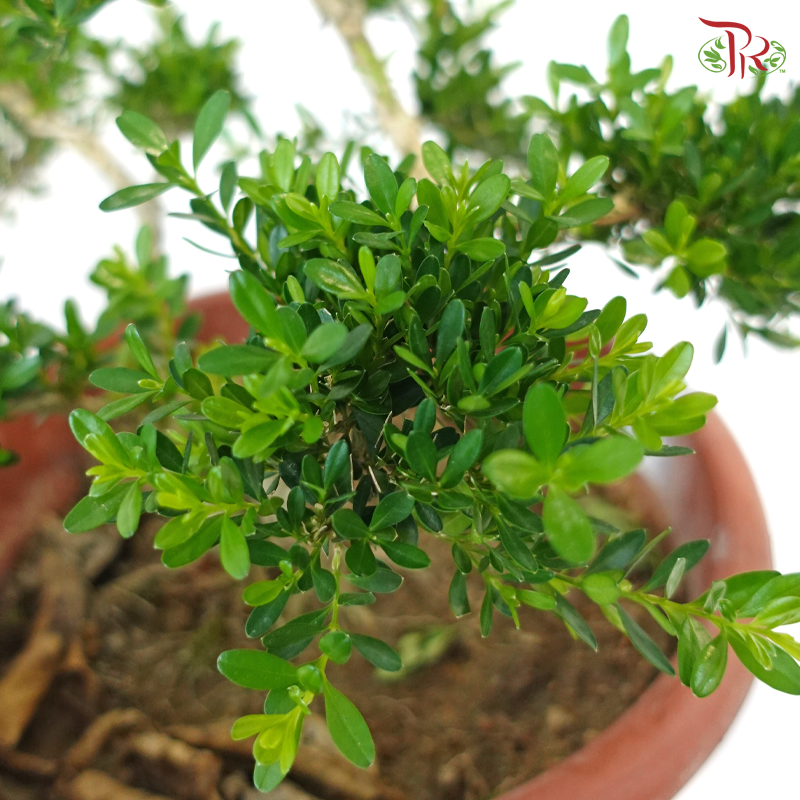 Buxus《黄杨盆景》(S)
