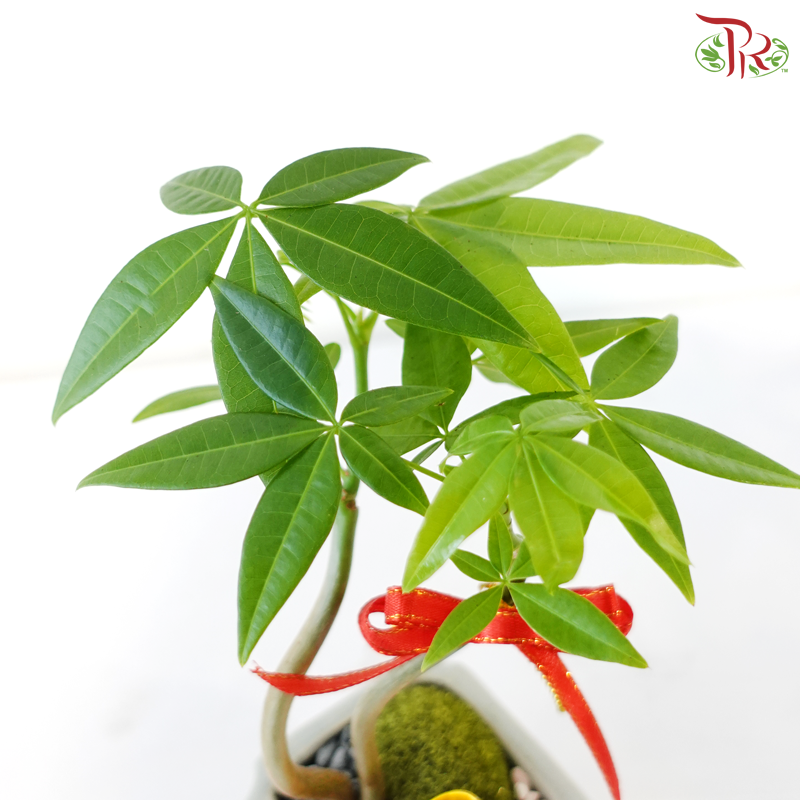 【CNY 2026】Everlasting Prosperity (Pachira Plant)《财运常青》