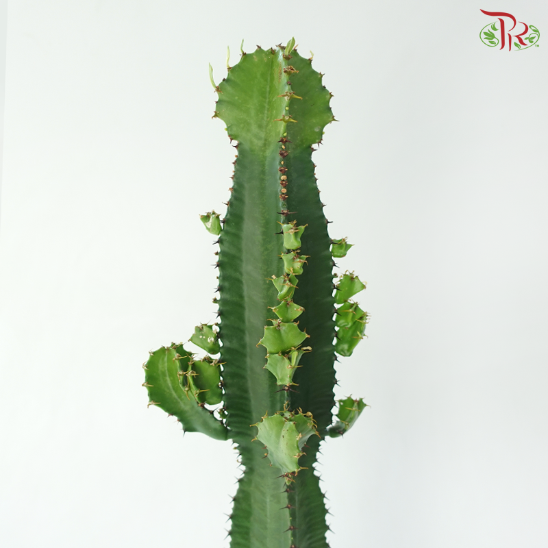 Euphorbia Acrurensis 170 - 75cm《三角树状大戟》