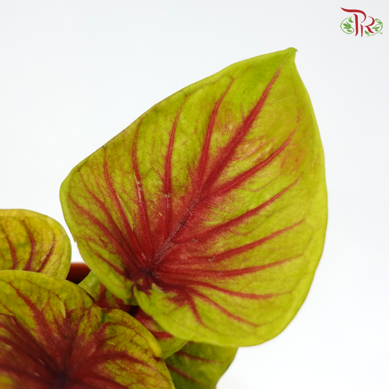 Caladium Tigeress P105《彩芋》