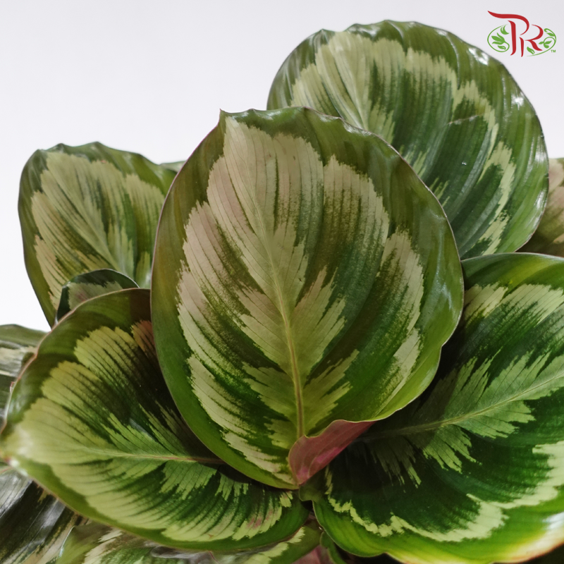 Calathea Medallion V2 150P JH《彩虹竹芋》