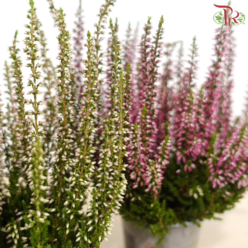 Calluna Mix 90 - 18cm《帚石楠》(Random Choose Colours)