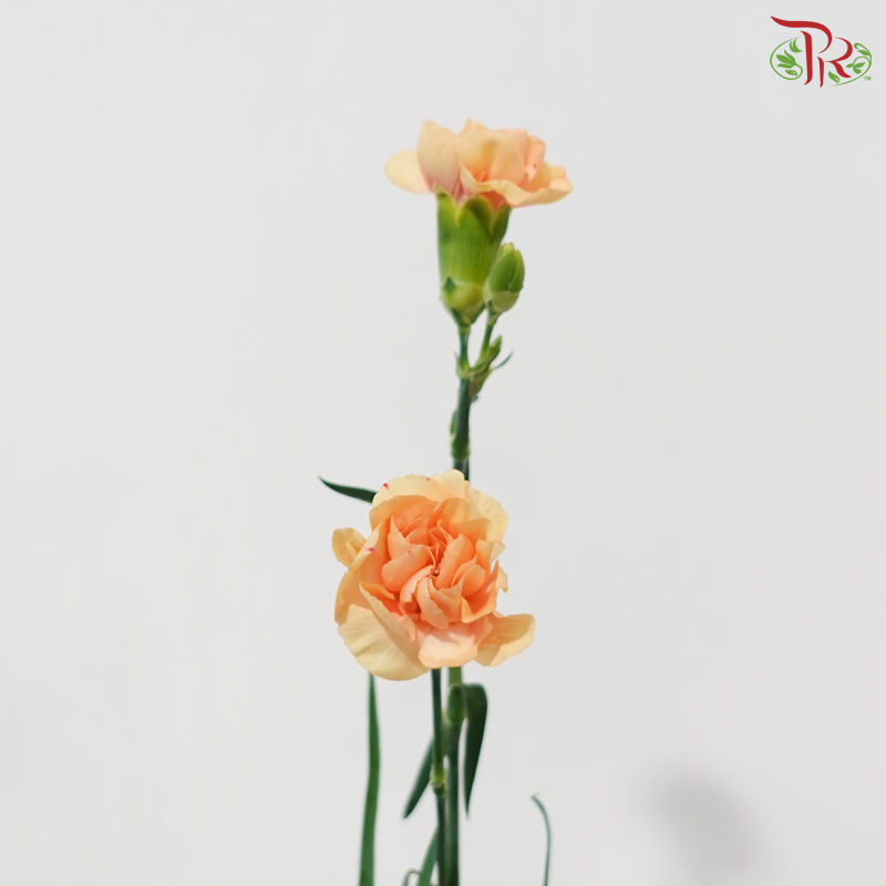 Carnation Spray - Champagne With Red Splash (19-20 Stems)