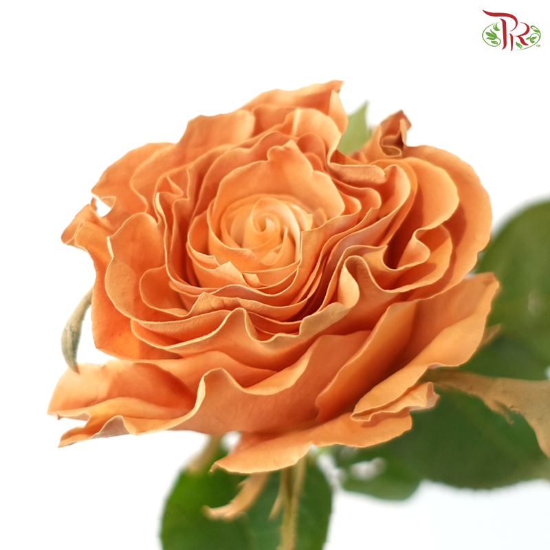 Ceres Rose - Enchanted Forest (10 Stems)